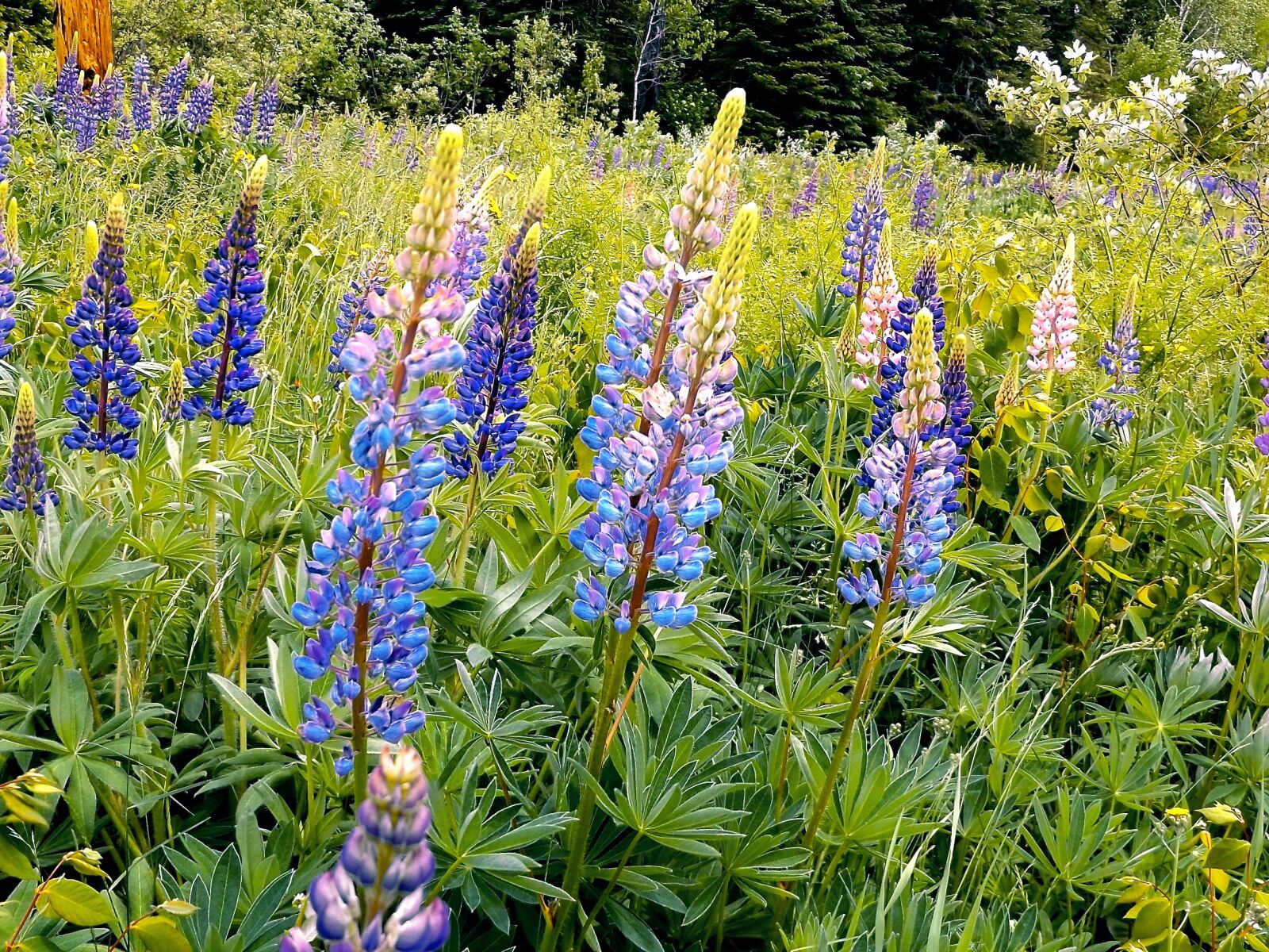 Fujifilm FinePix S8600 sample photo. Lupins, wildflowers, spring photography