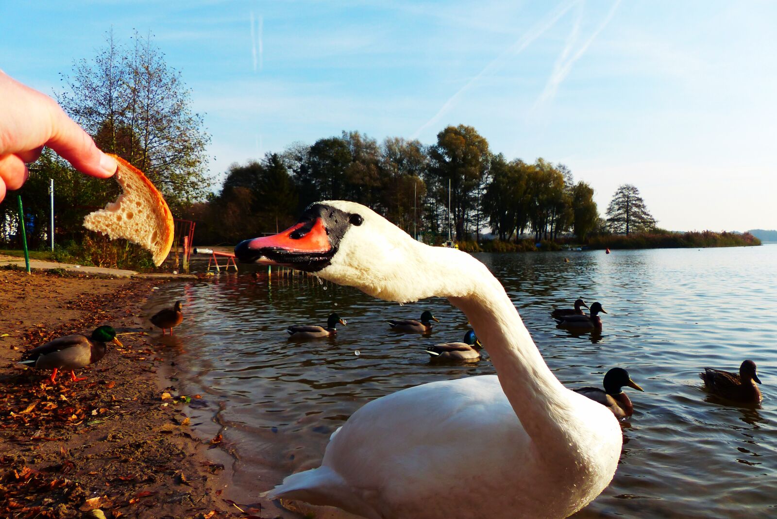 Panasonic Lumix DMC-FZ200 sample photo. Mute swan, tom, hungry photography