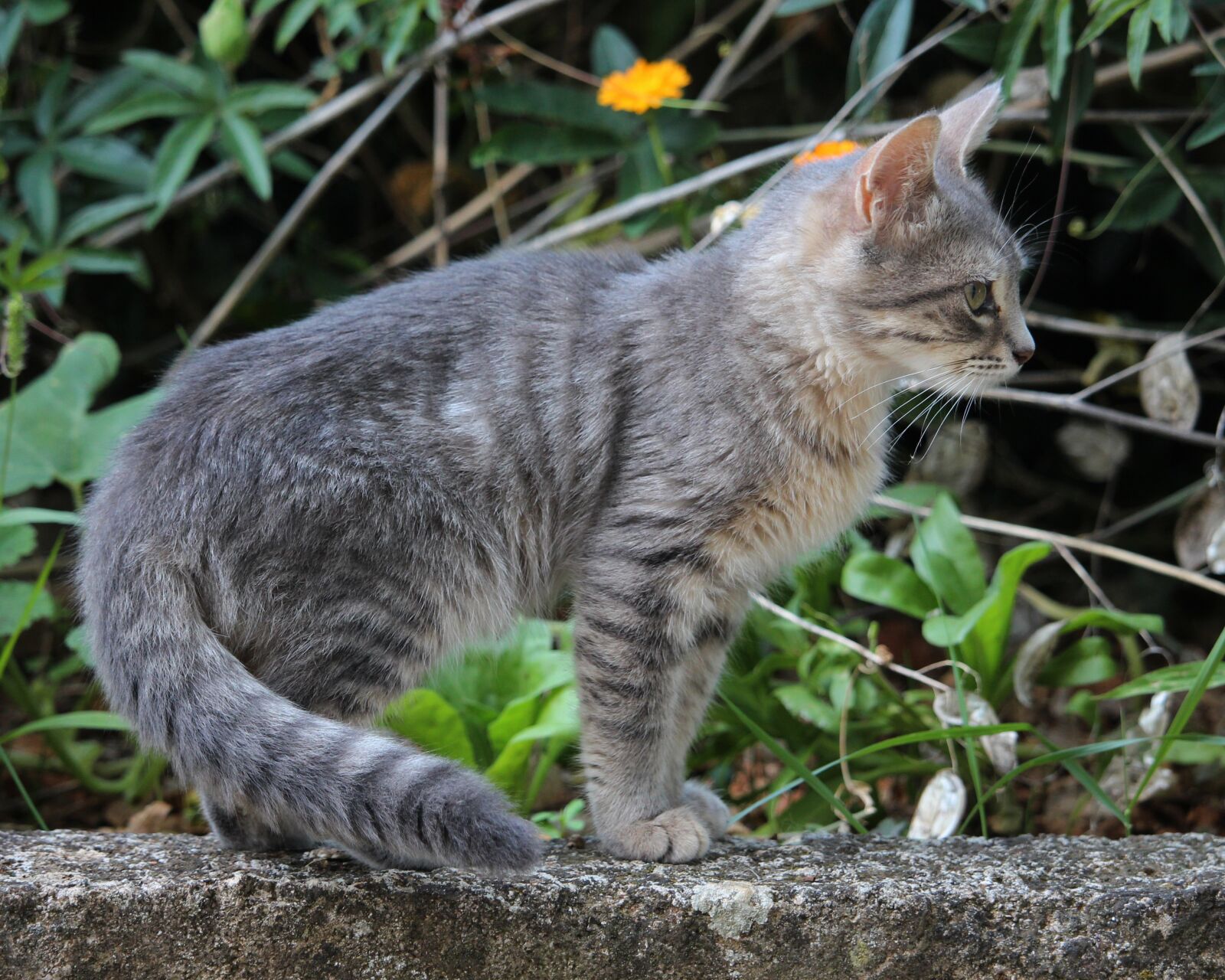 Canon EF-S 55-250mm F4-5.6 IS STM sample photo. Animal, cat, kitten photography
