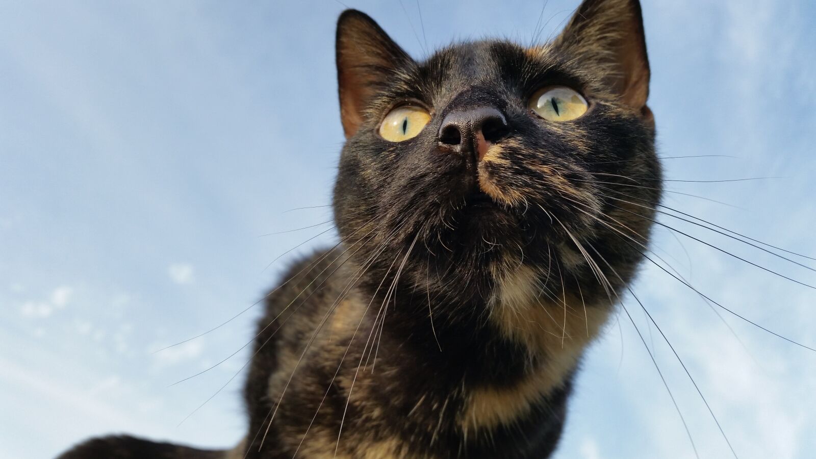 Samsung Galaxy S5 sample photo. Cat, sky, clouds photography