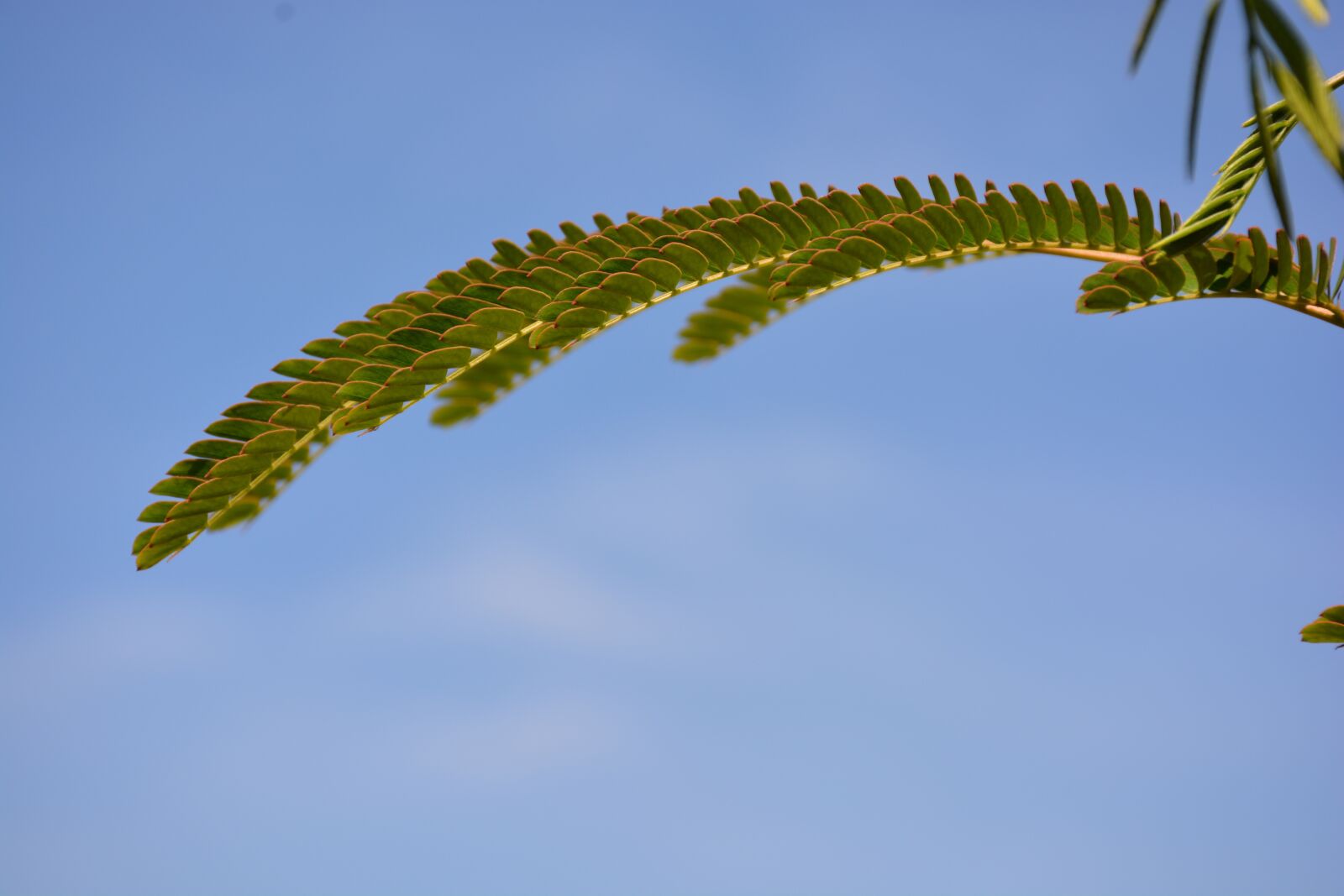Nikon D7100 sample photo. Leaf, twig, sky photography