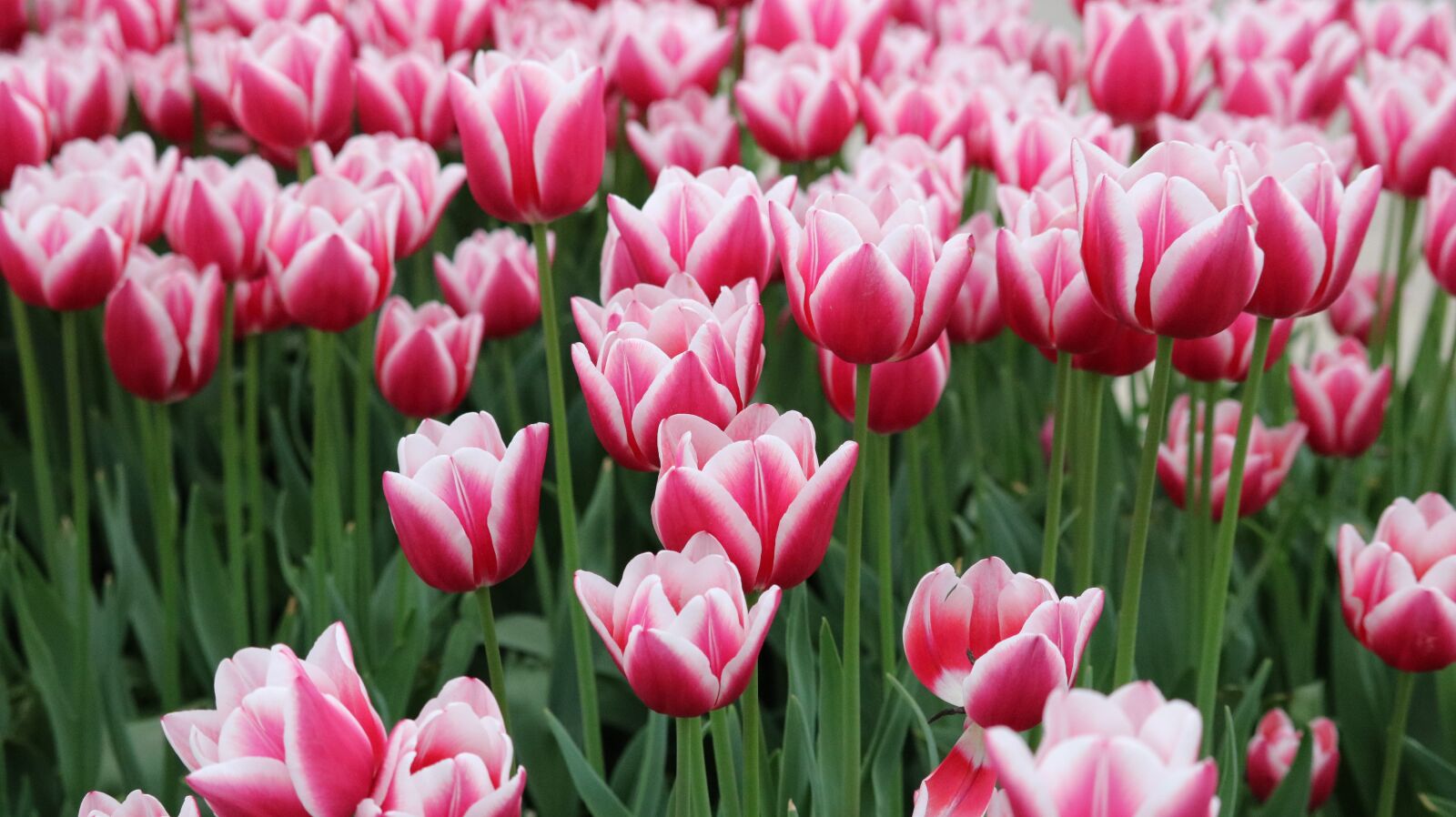Canon EOS 750D (EOS Rebel T6i / EOS Kiss X8i) sample photo. Tulip, nature, plant photography