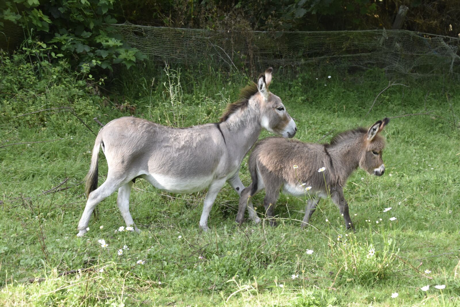 Nikon D5600 sample photo. Donkeys, donkey, colt photography