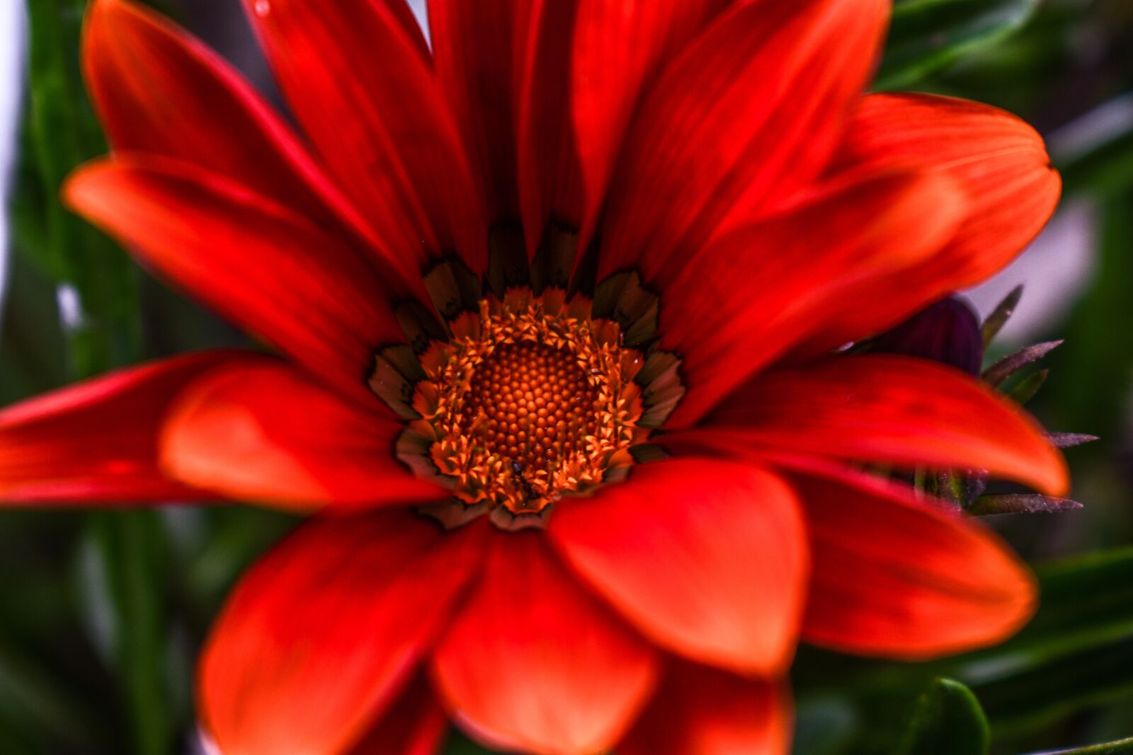 Nikon D3400 sample photo. Beautiful flower, beautiful, spring photography