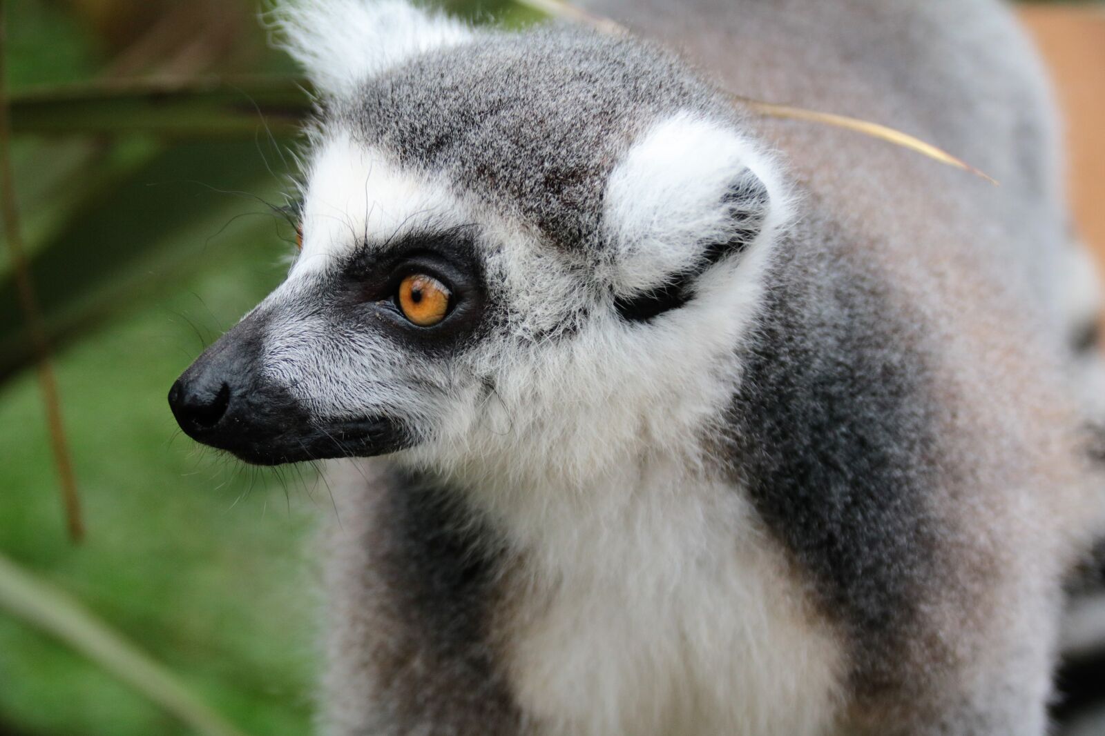 Canon EOS 760D (EOS Rebel T6s / EOS 8000D) sample photo. Lemur, fur, mammal photography