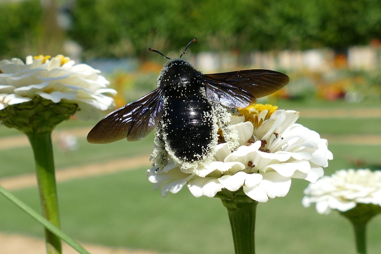 Panasonic Lumix DMC-FZ1000 sample photo. Bumblebee, bug, pollen photography