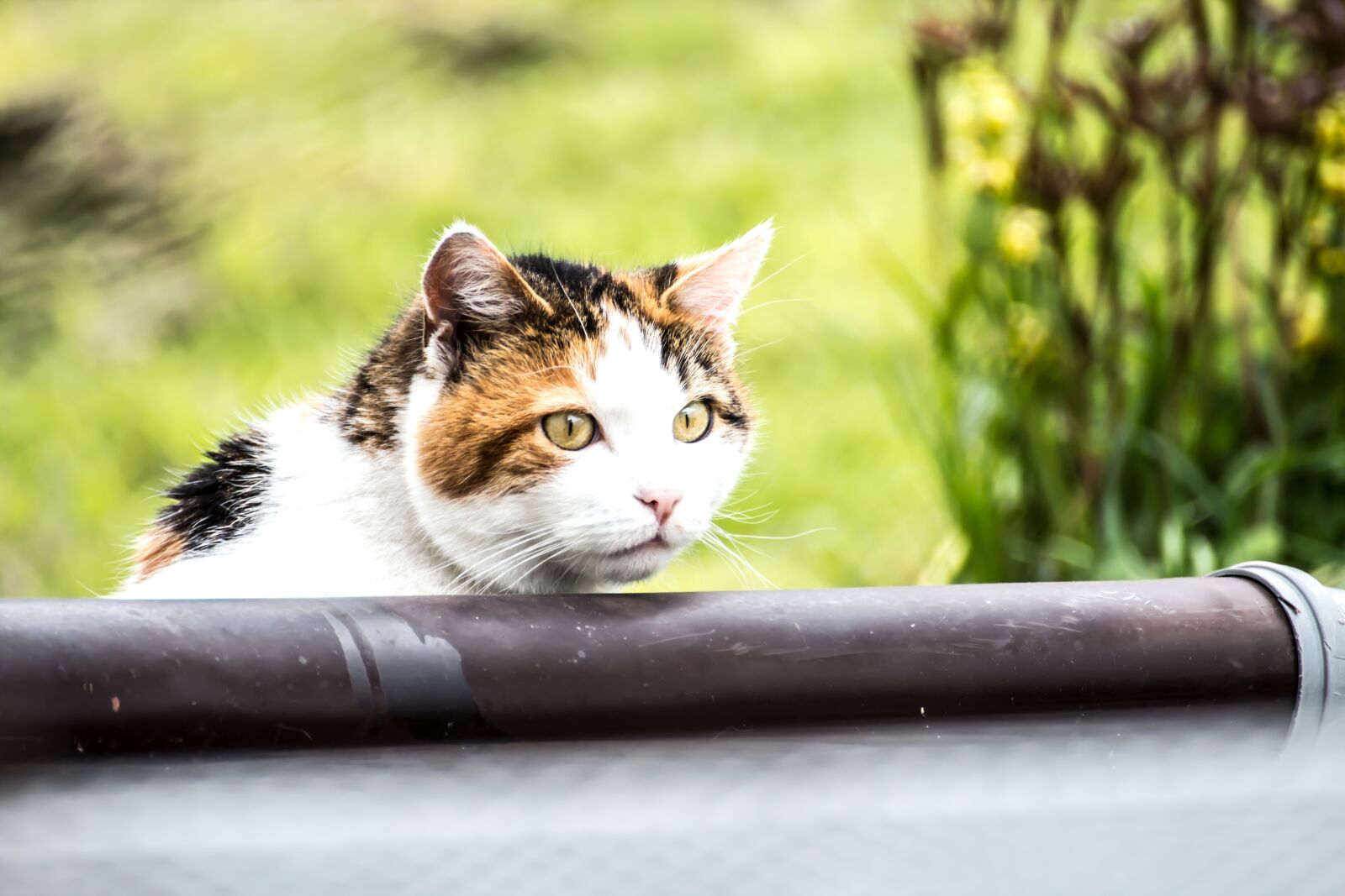 Canon EOS 600D (Rebel EOS T3i / EOS Kiss X5) sample photo. Cat, curious, cat's eyes photography