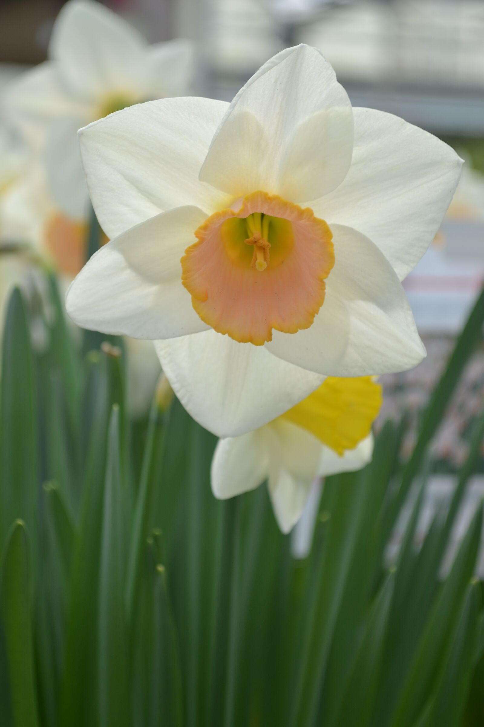 Nikon D3100 sample photo. Daffodil, flower, spring photography
