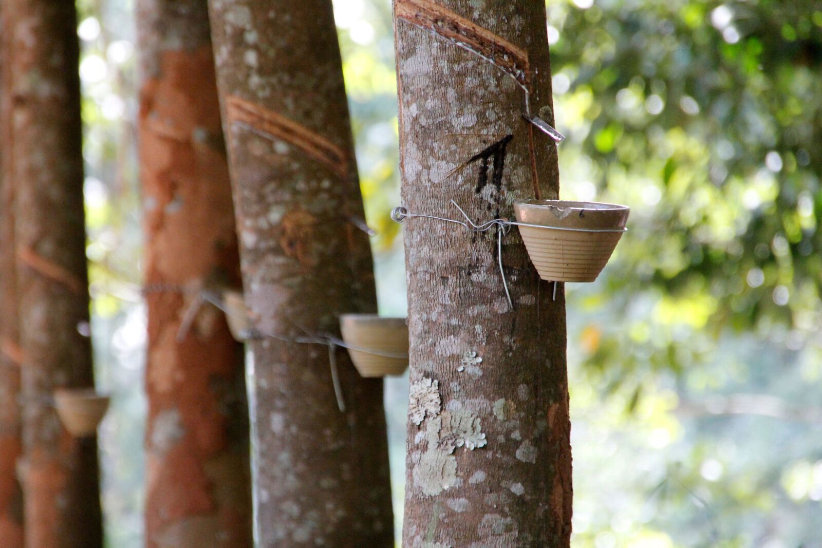 Canon EOS 60D sample photo. Resin, resin extraction, tree photography