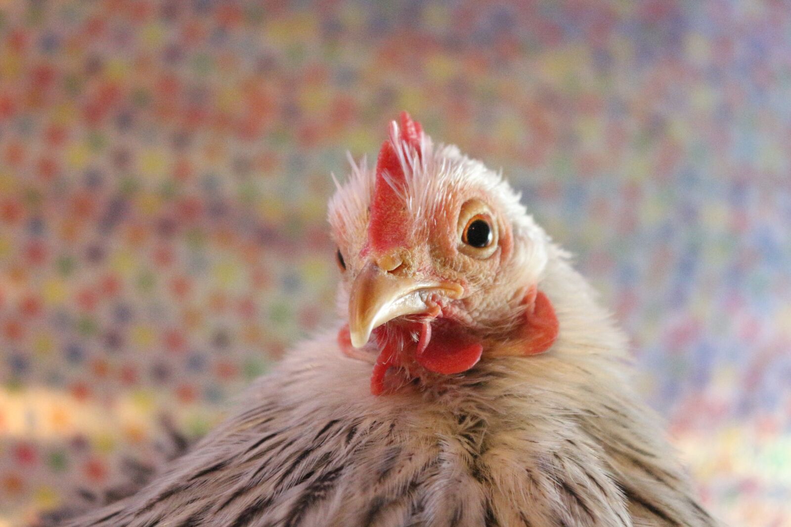 Canon EF-S 18-55mm F3.5-5.6 IS sample photo. Chicken, hen, curly photography