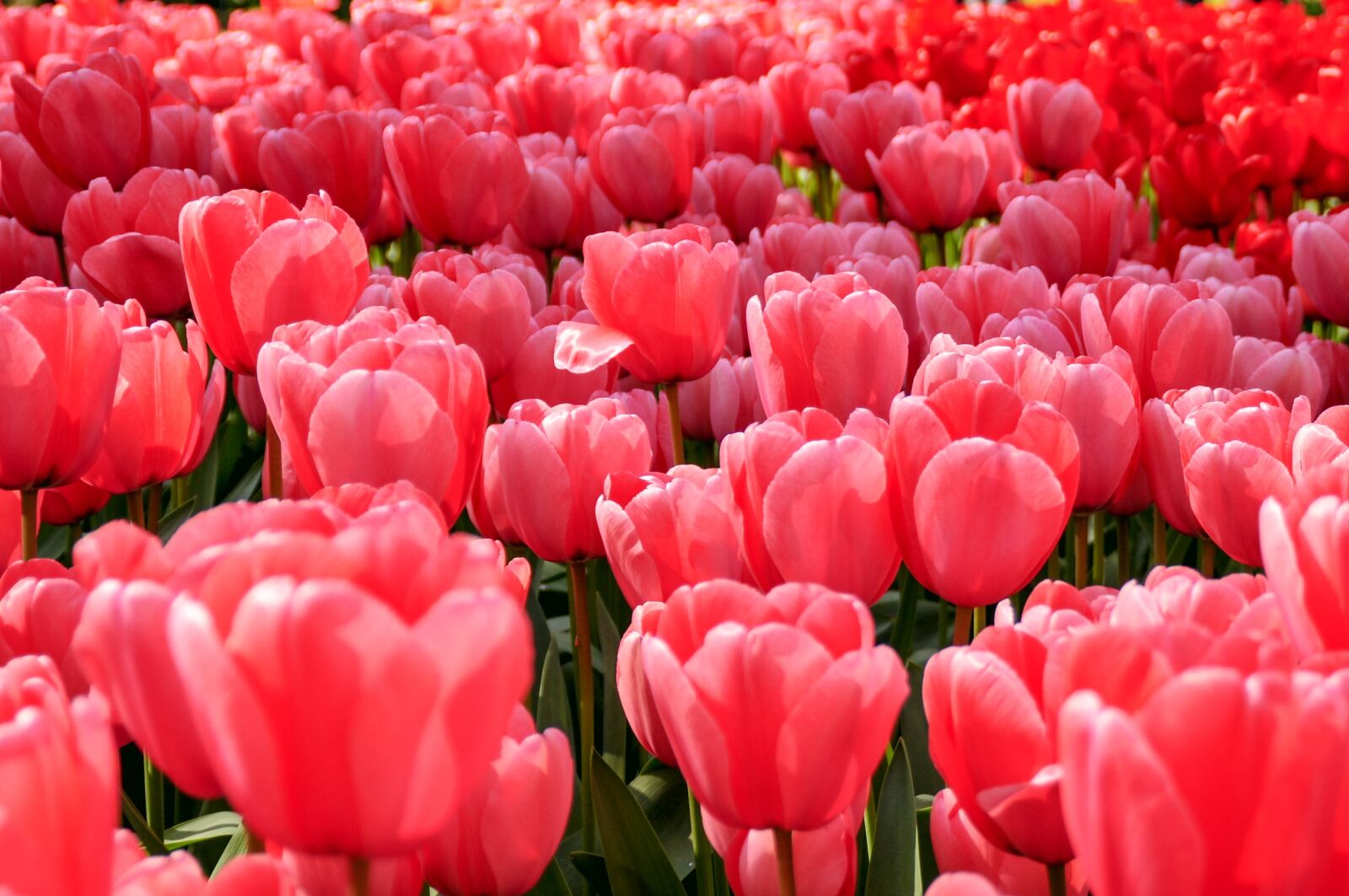 Nikon D90 sample photo. Red, flowers, plants photography