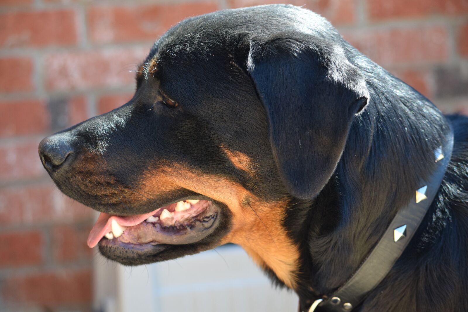 Nikon D5300 sample photo. Rottweiler, dog breed, dogs photography