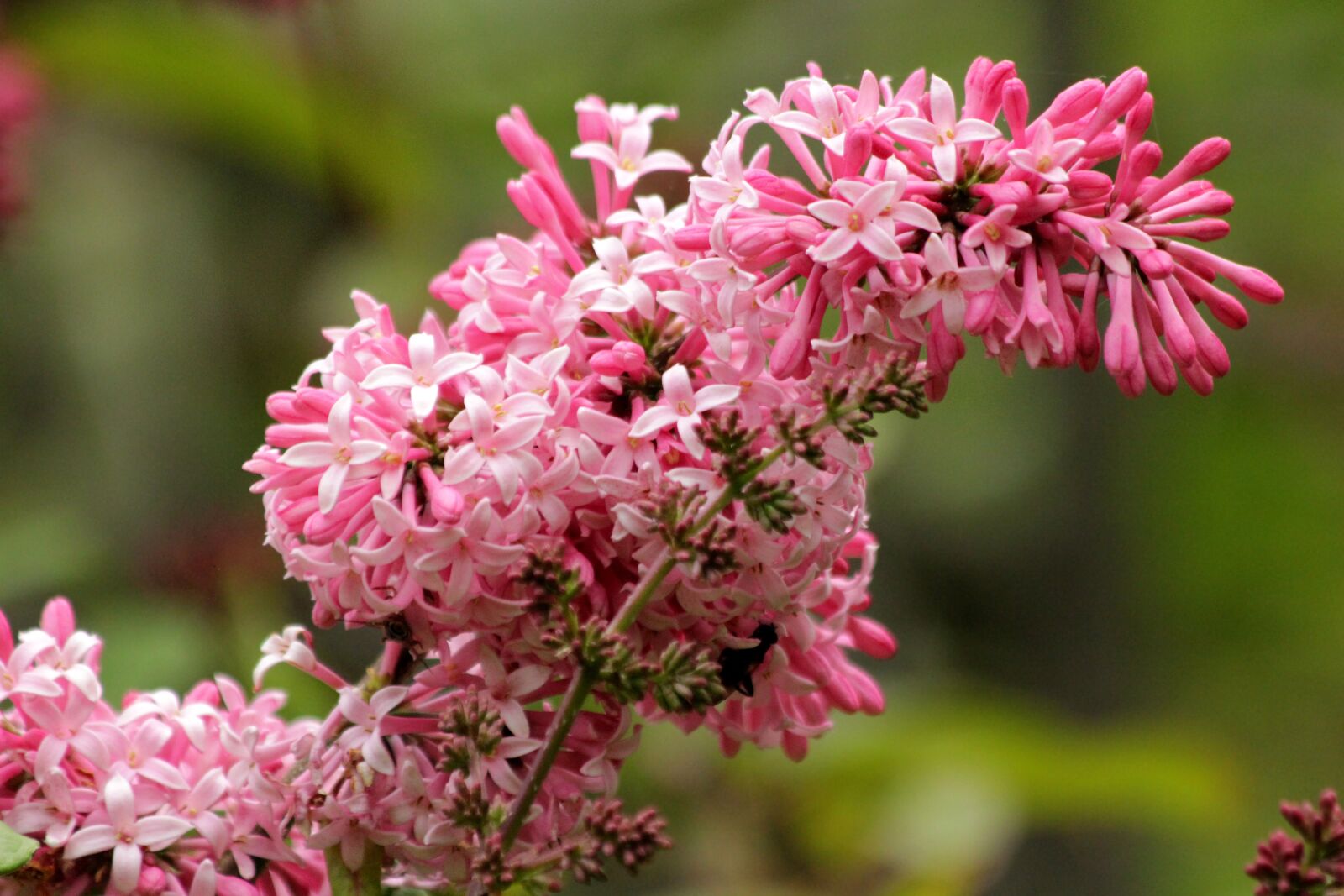 Canon EOS 650D (EOS Rebel T4i / EOS Kiss X6i) sample photo. Lilac, flower, plant photography