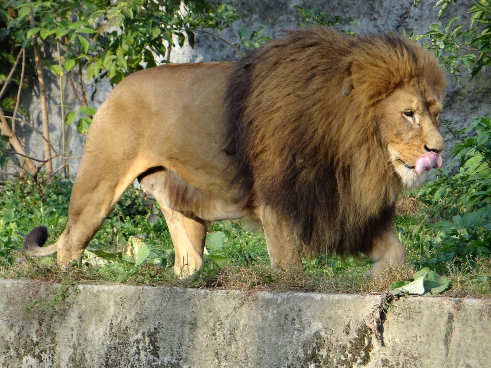 Sony DSC-HX200V sample photo. Lion, mammal, the king photography