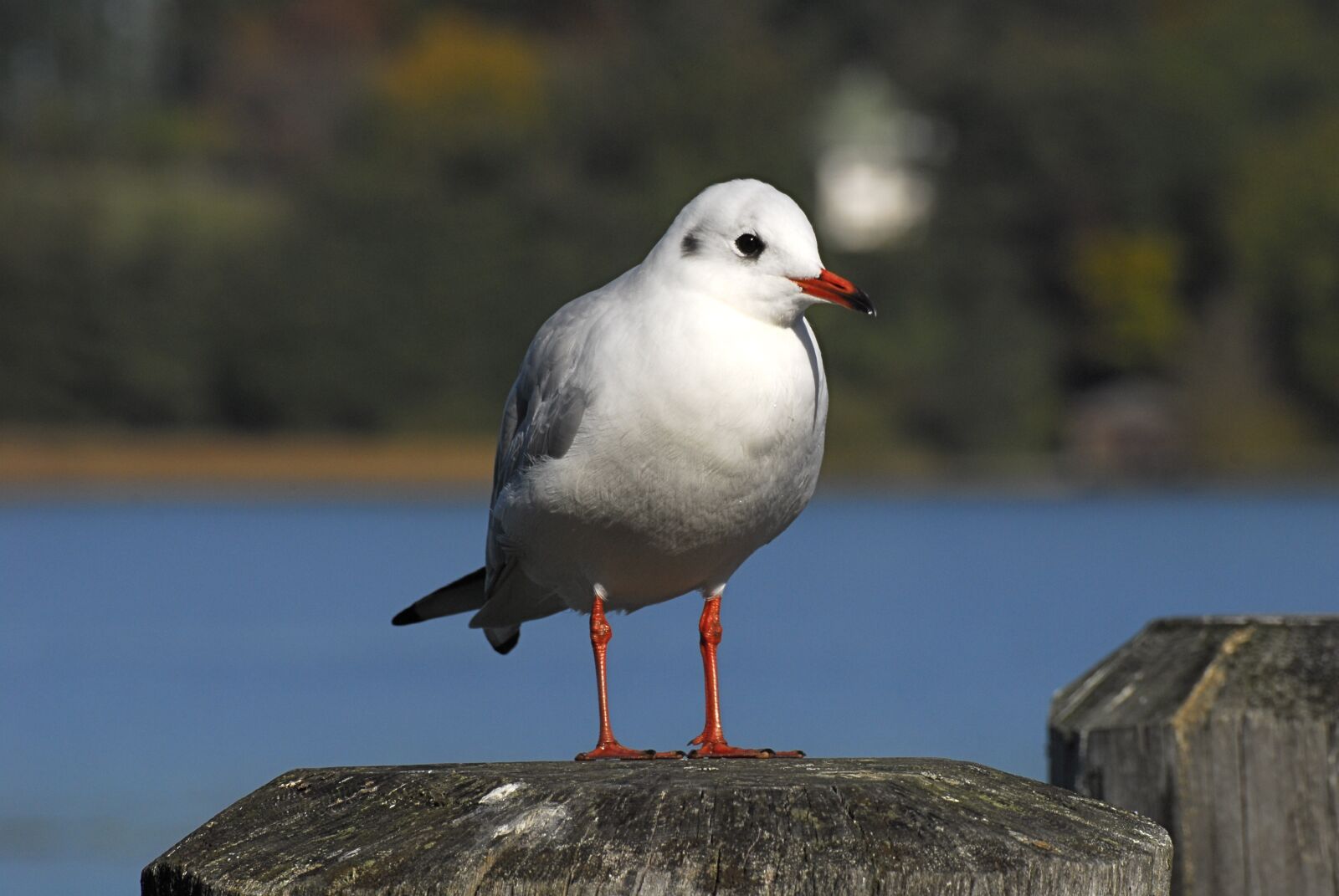 Nikon D200 sample photo. Birds, nature, bird photography