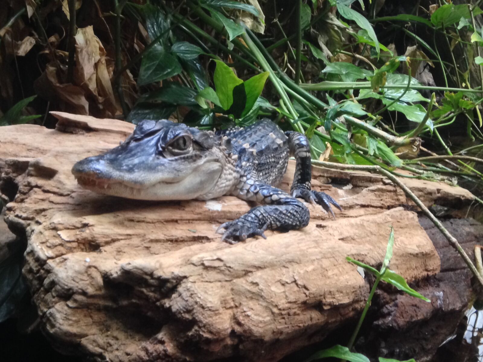 iPhone 5 back camera 4.12mm f/2.4 sample photo. Alligator, baby, alligator, baby photography