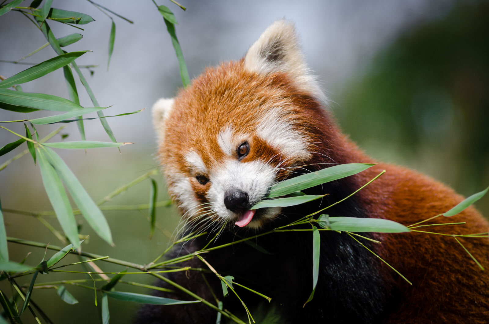 AF Zoom-Nikkor 80-200mm f/2.8 ED sample photo