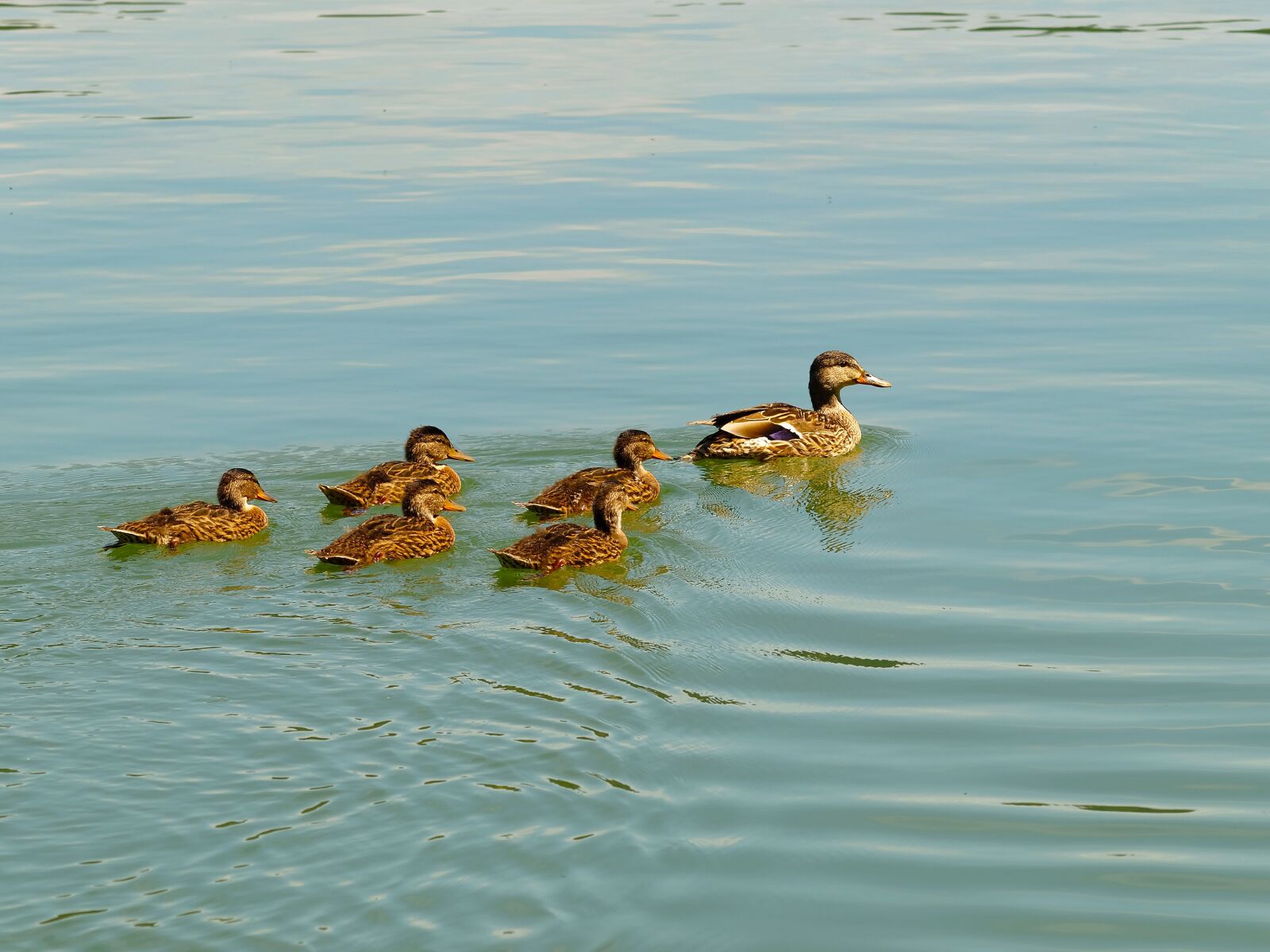 Olympus E-420 (EVOLT E-420) sample photo. Duck, ducklings, bird photography