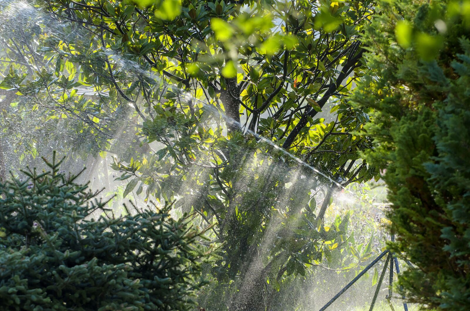 Tamron SP 70-300mm F4-5.6 Di VC USD sample photo. Irrigation, magnolia, sprinkler system photography