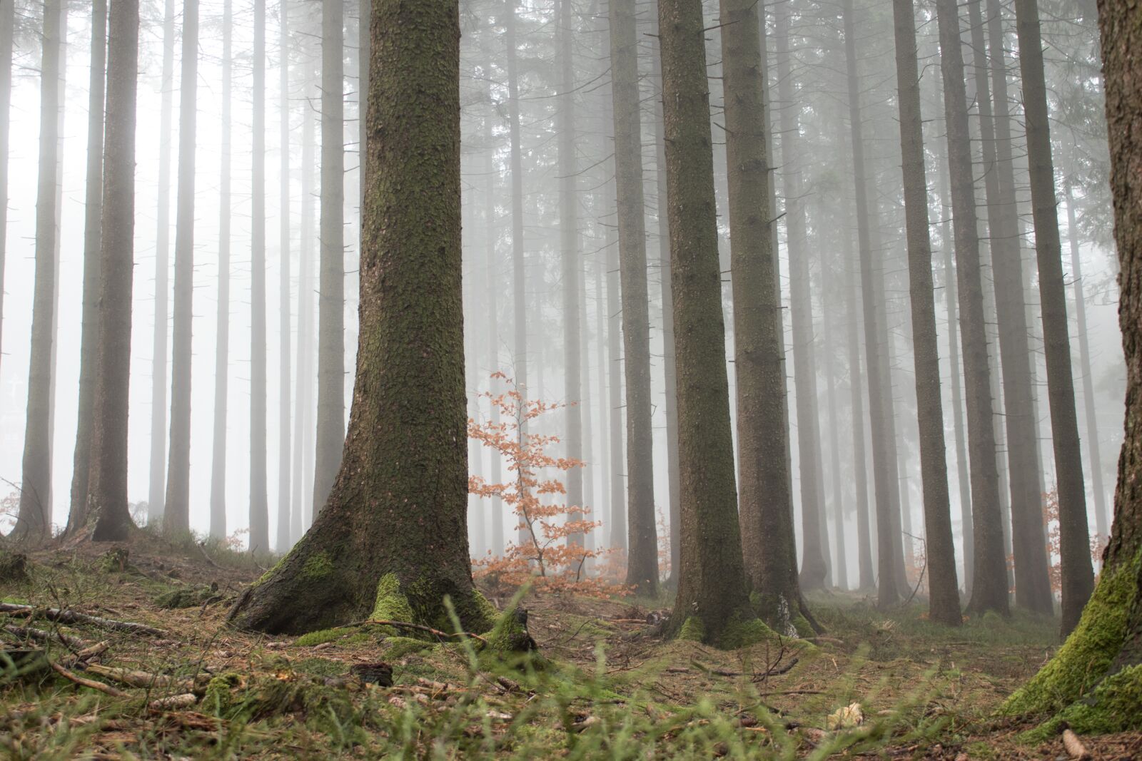 Canon EOS 200D (EOS Rebel SL2 / EOS Kiss X9) sample photo. Forest, fog, nature photography