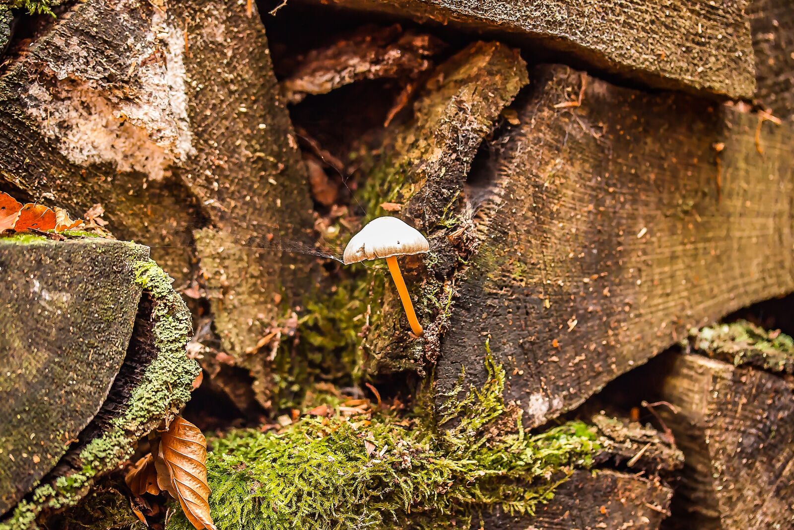 Canon EOS 650D (EOS Rebel T4i / EOS Kiss X6i) sample photo. Small mushroom, holzstapel, old photography