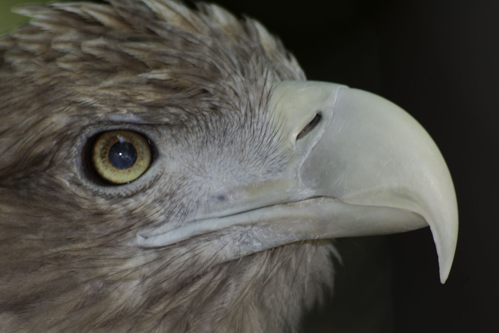 Canon EOS 60D sample photo. Aquila, volatile, beak photography