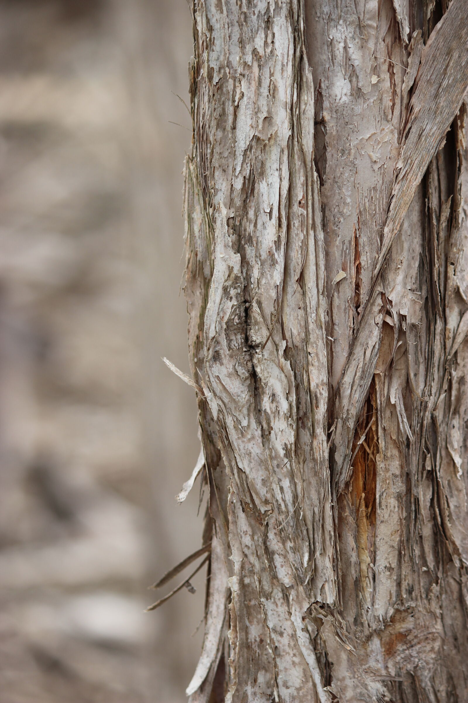 Canon EOS 600D (Rebel EOS T3i / EOS Kiss X5) sample photo. Bark, brown, closeup, detail photography