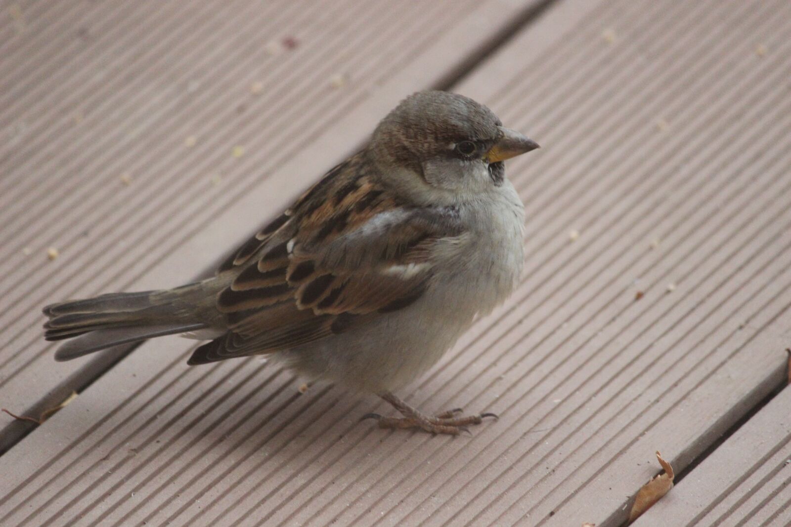 Canon EOS 600D (Rebel EOS T3i / EOS Kiss X5) sample photo. Bird, sparrow, sperling photography