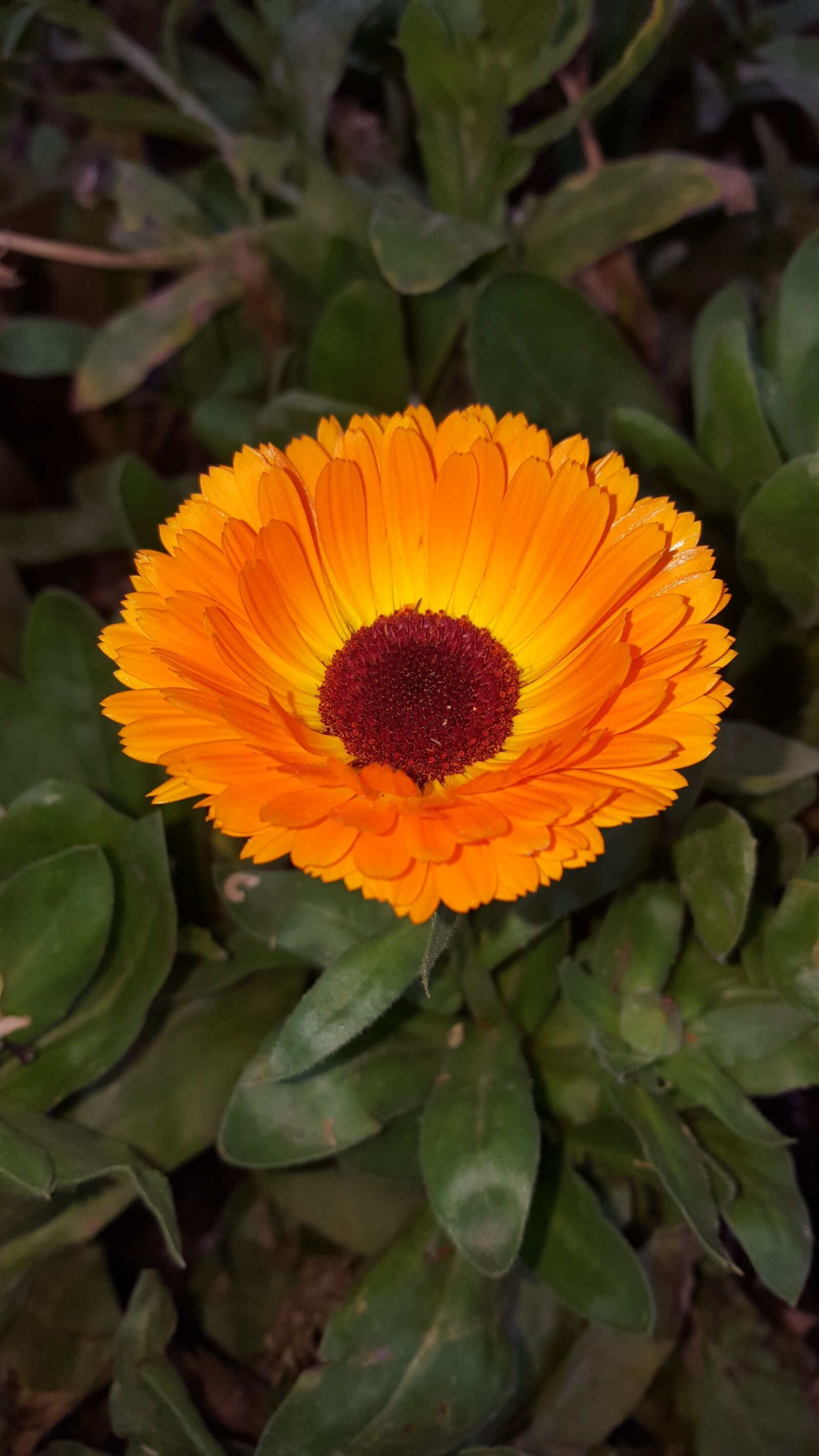 Samsung Galaxy S6 sample photo. Plant, nature, leaves photography