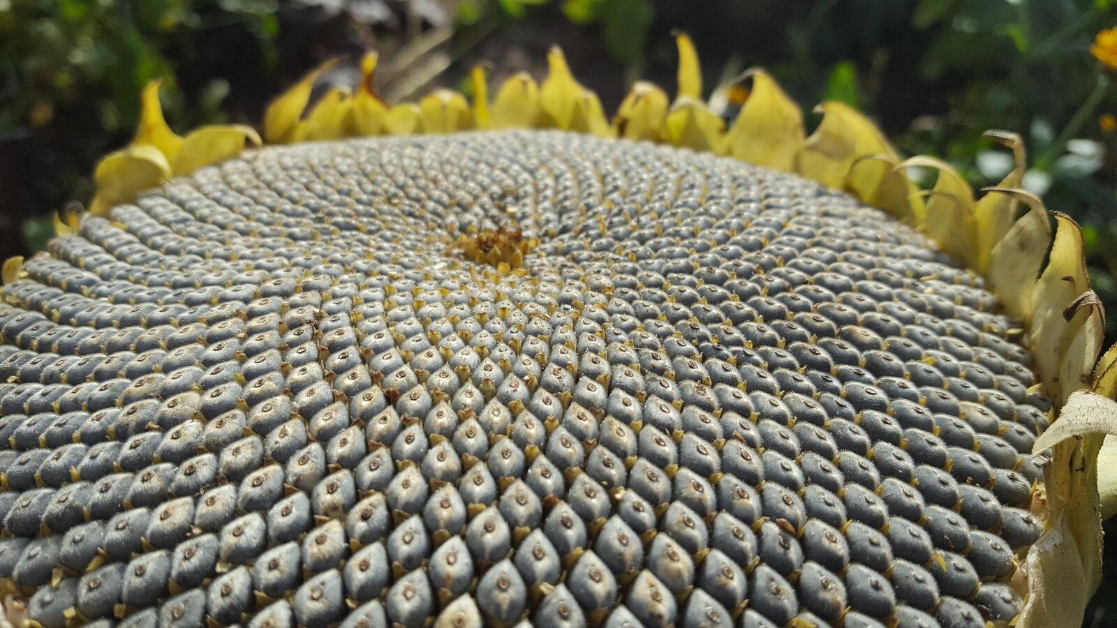 Samsung Galaxy S6 sample photo. Grey, seeds, sunflower photography
