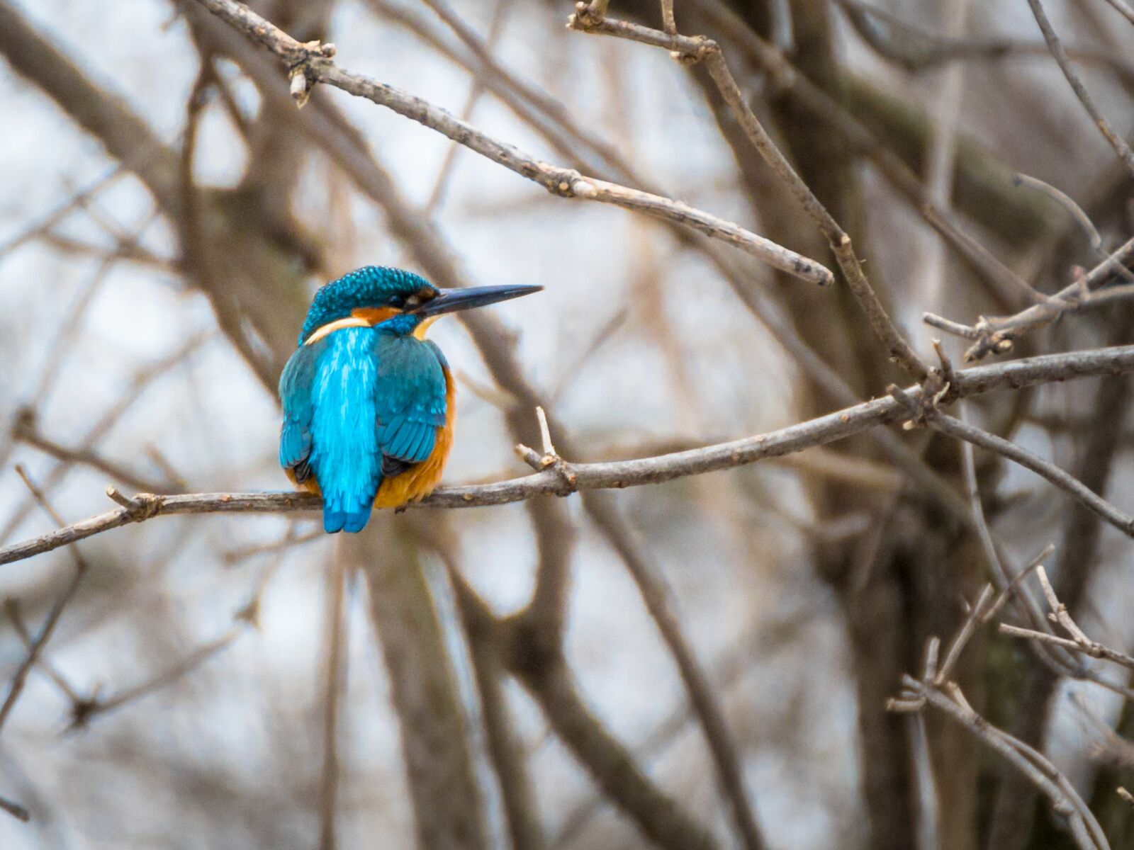 Canon EOS 70D sample photo. Kingfisher, bird, nature photography