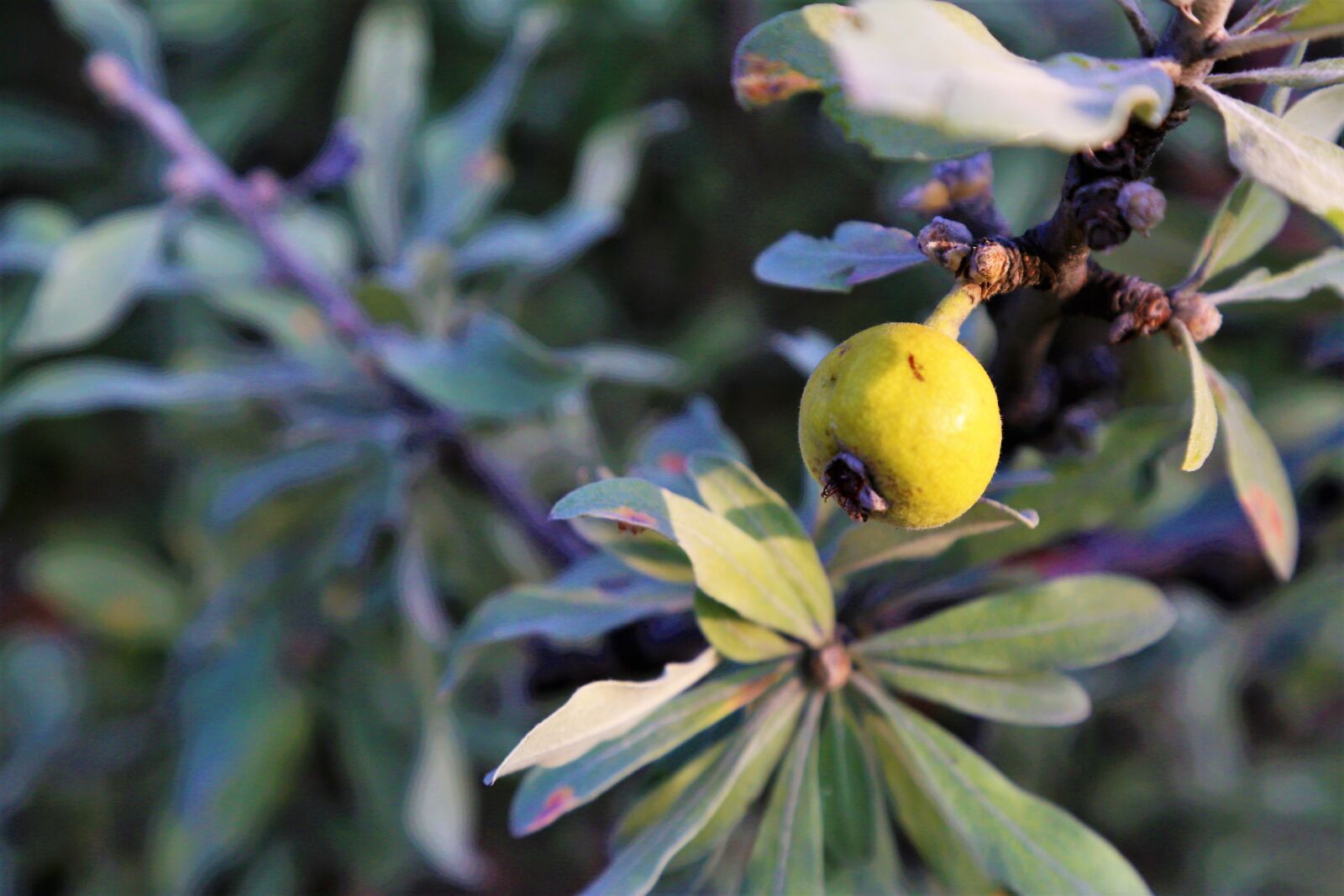 Canon EOS 5D Mark III sample photo. Ahlat, fruit, nature photography