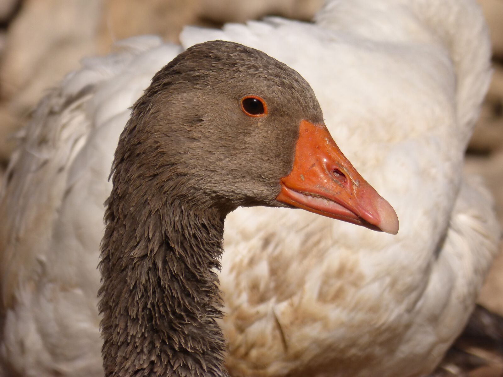 Panasonic DMC-FZ62 sample photo. Duck, oca, goose photography