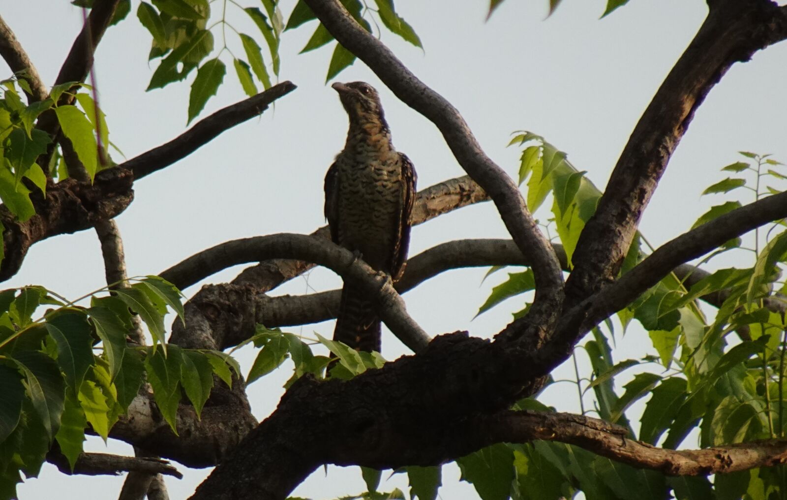 Sony DSC-WX800 sample photo. Bird, asian koel, eudynamys photography