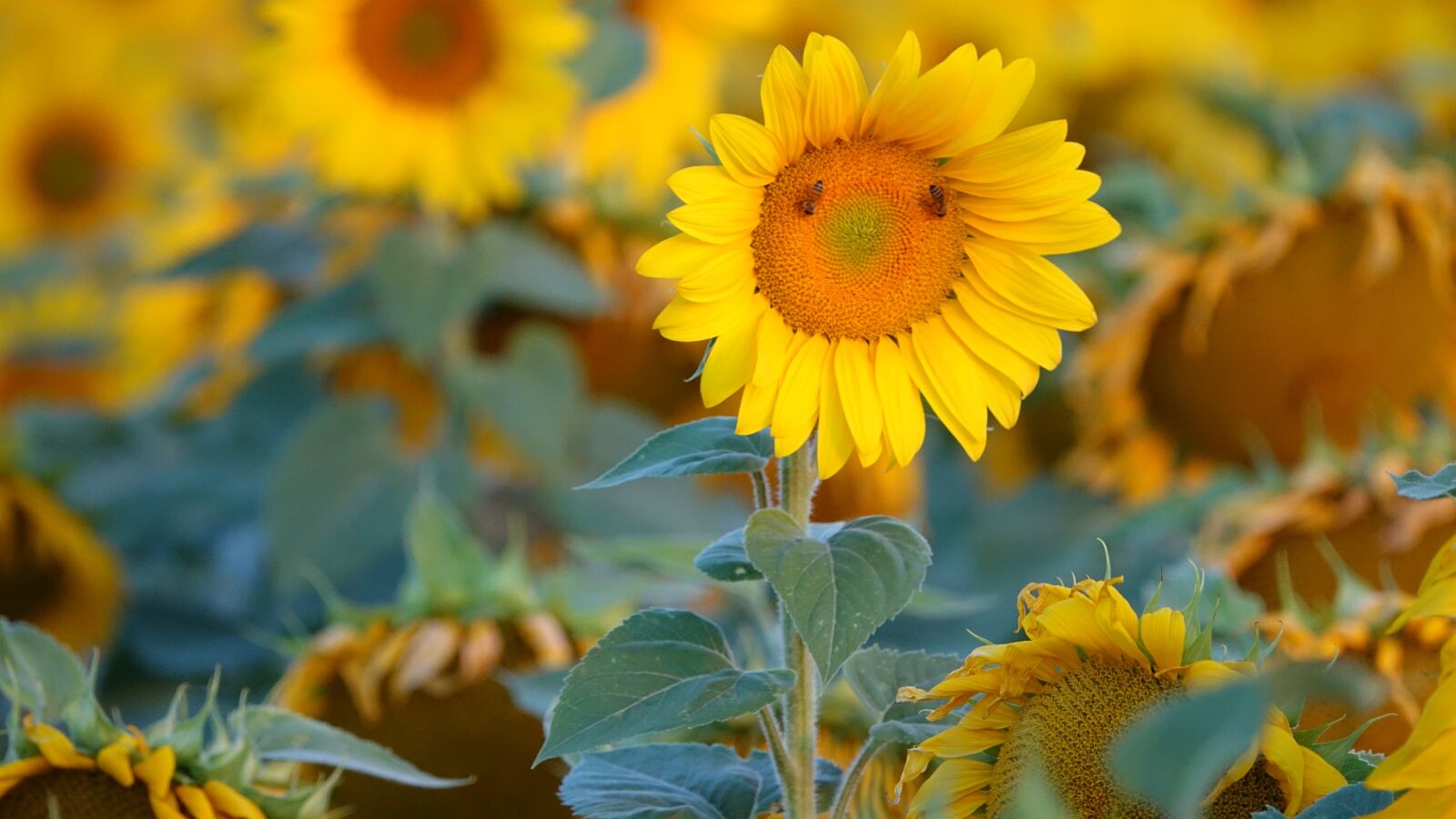 Sony Cyber-shot DSC-RX10 III sample photo. Plant, nature, flower photography