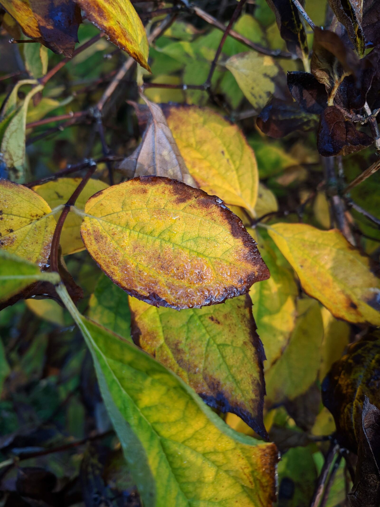 LG Nexus 5X sample photo. Swedish nature, autumn leaves photography