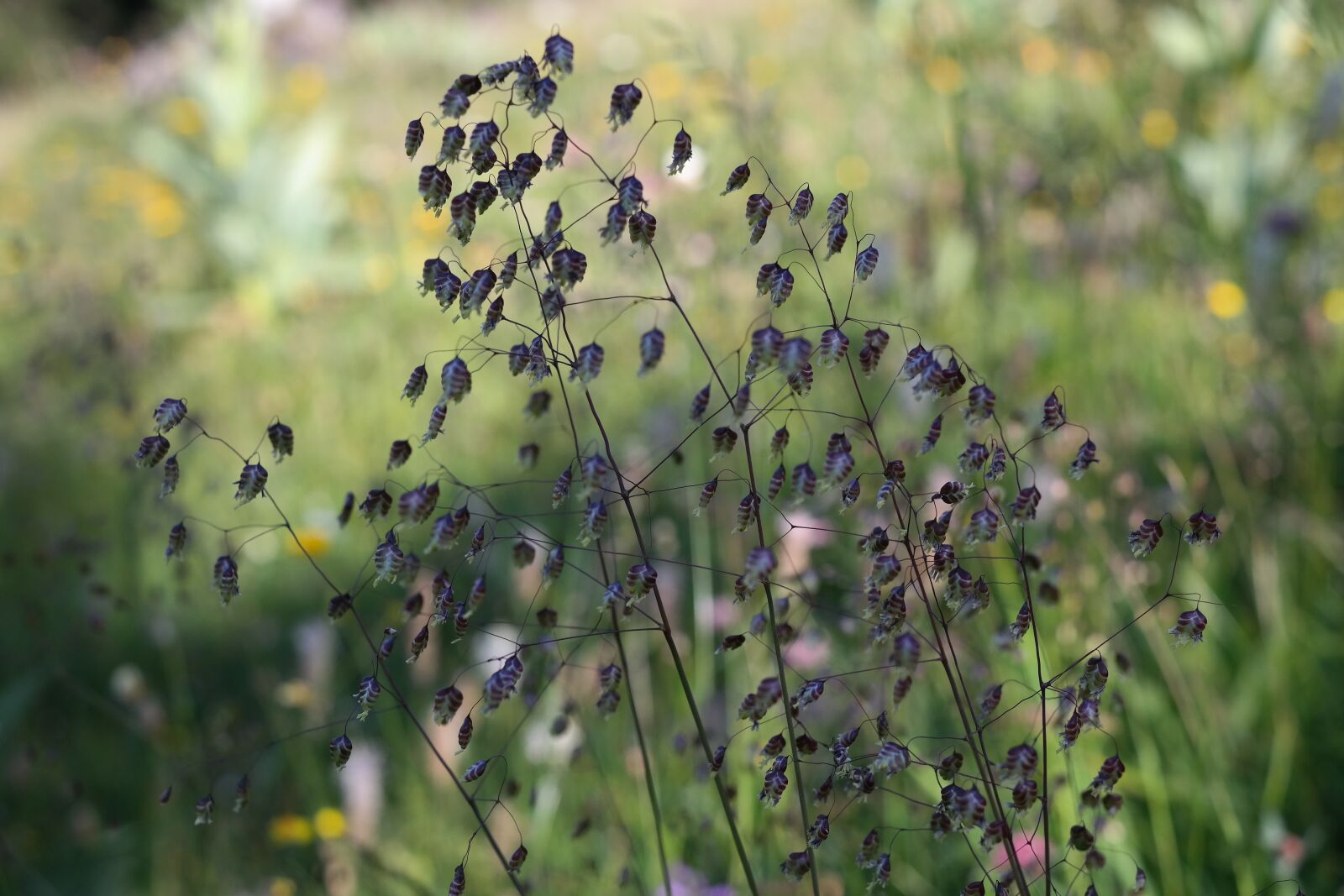 Samsung NX300 sample photo. Quaking grass, briza media photography