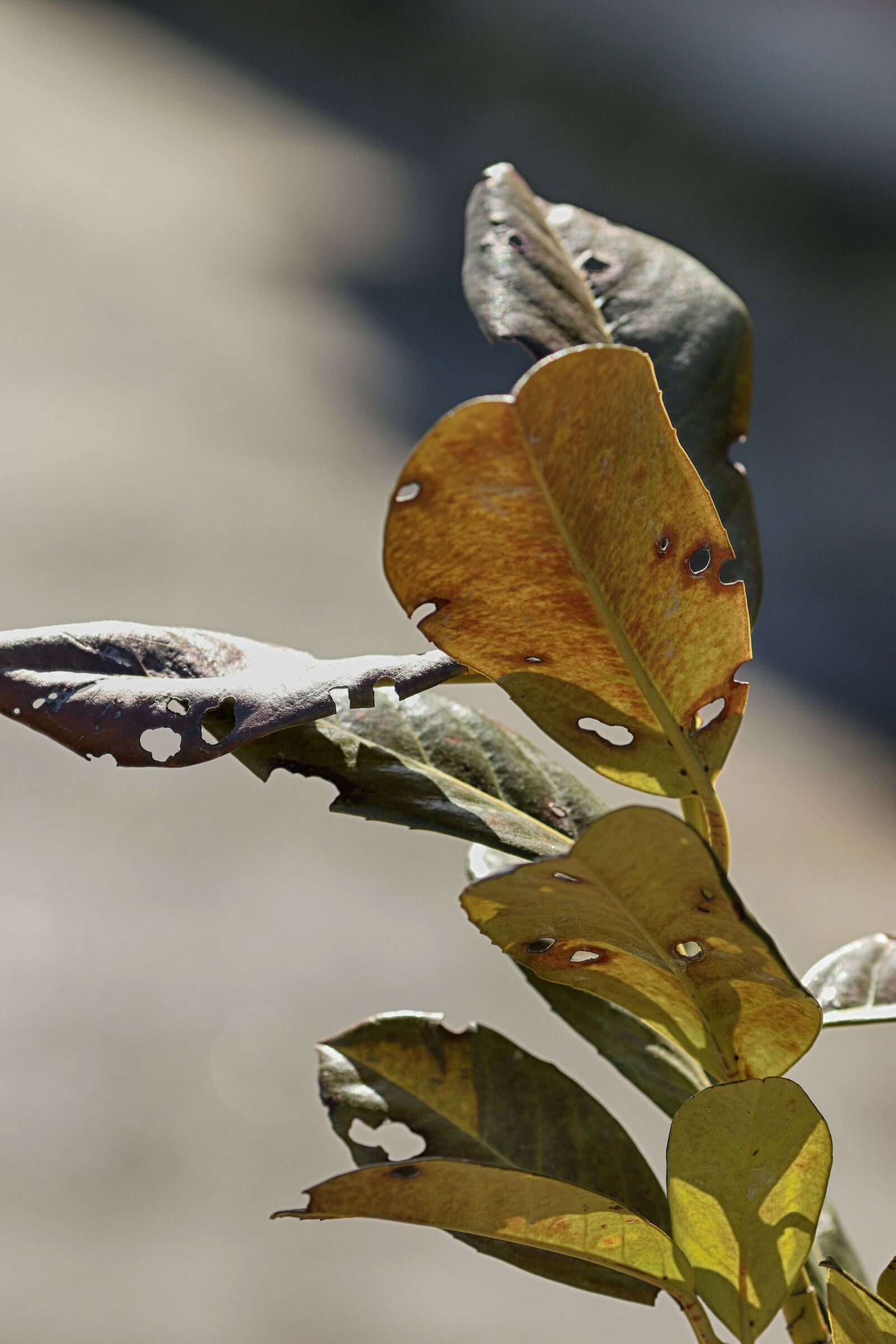 Canon EOS 7D Mark II + Canon EF 135mm F2L USM sample photo. Nature, leaf, outdoors photography