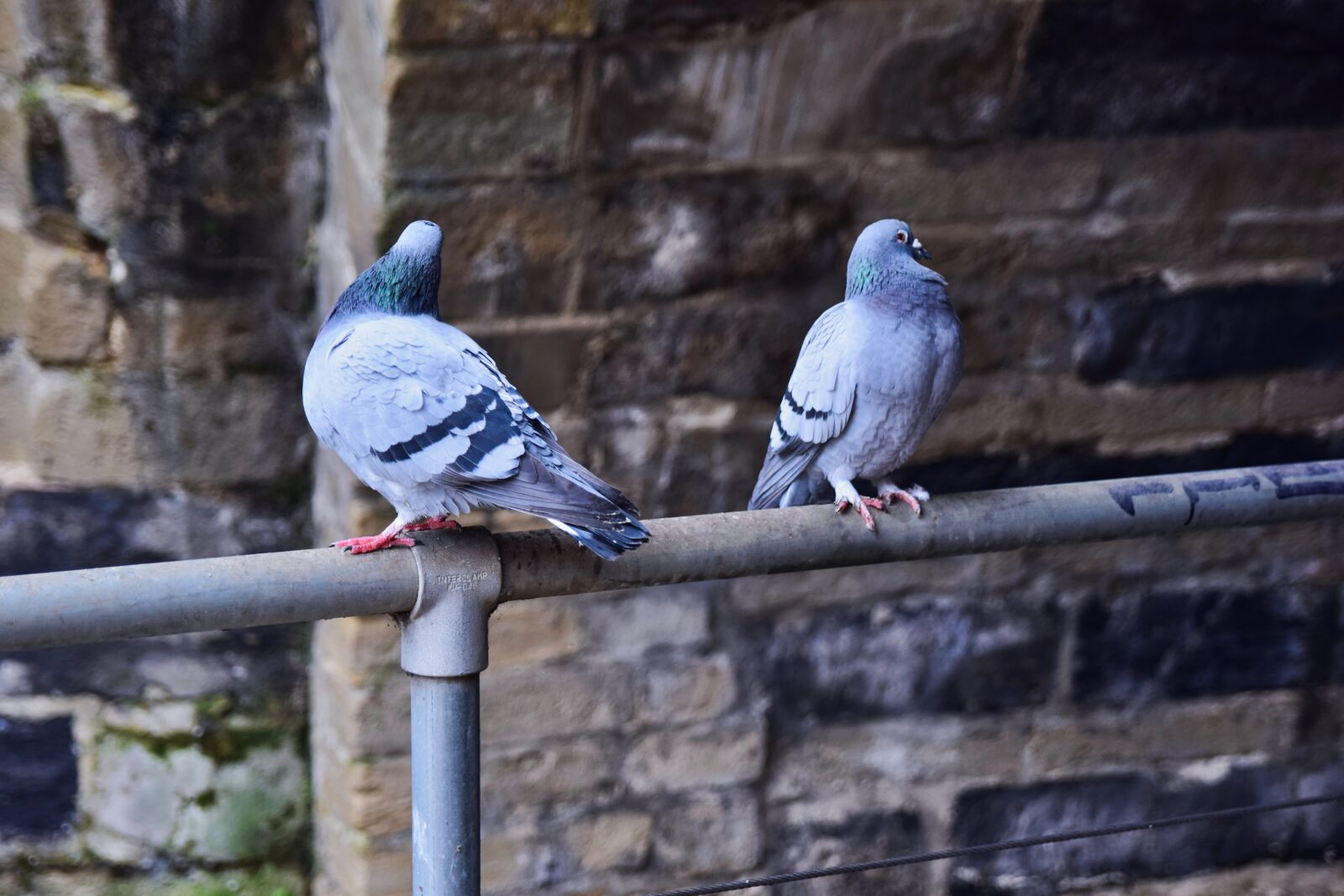 Nikon D5300 sample photo. Pigeons, birds, animal world photography