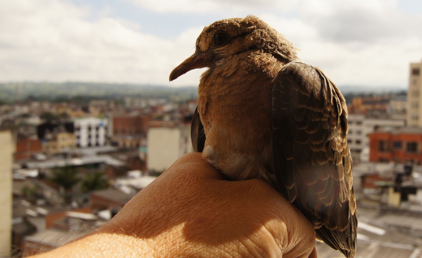 Sony SLT-A55 (SLT-A55V) sample photo. Armenia, quindio, colombia photography