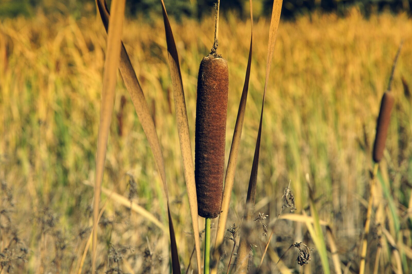Nikon D90 sample photo. Sweet rush, typha, pond photography