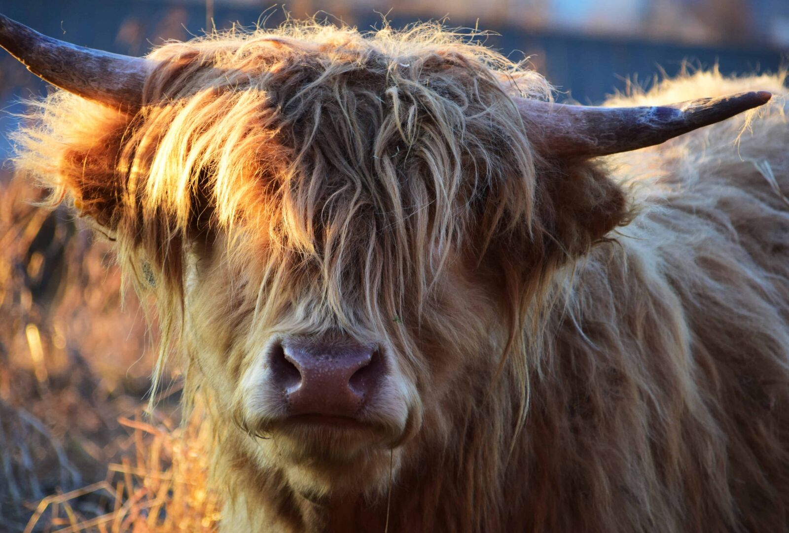 Nikon D3300 sample photo. Animal, fur, portrait, livestock photography