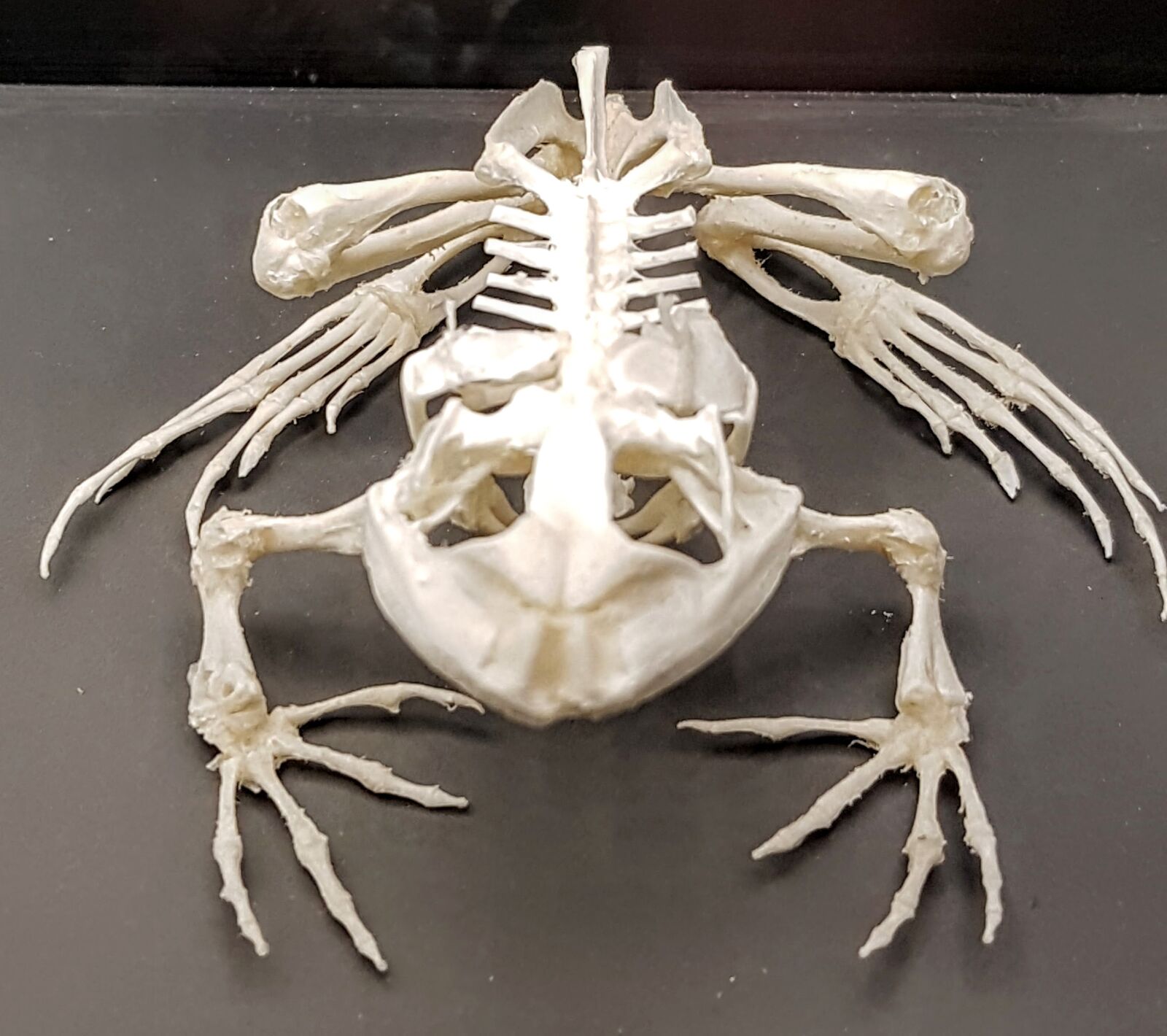 Samsung Galaxy S7 Edge sample photo. Frog, skeleton, amphibian photography
