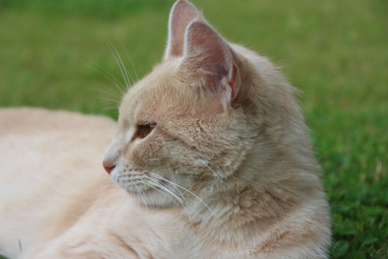 Canon EOS 700D (EOS Rebel T5i / EOS Kiss X7i) sample photo. Nature, grass, cats photography
