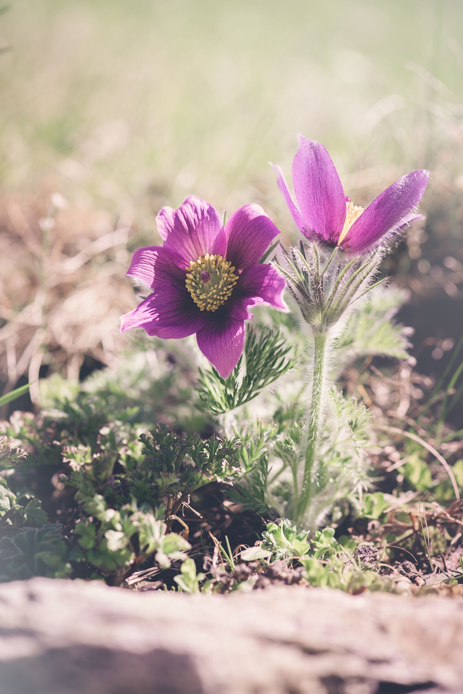 Nikon D750 sample photo. Anemones, purple, purple anemones photography