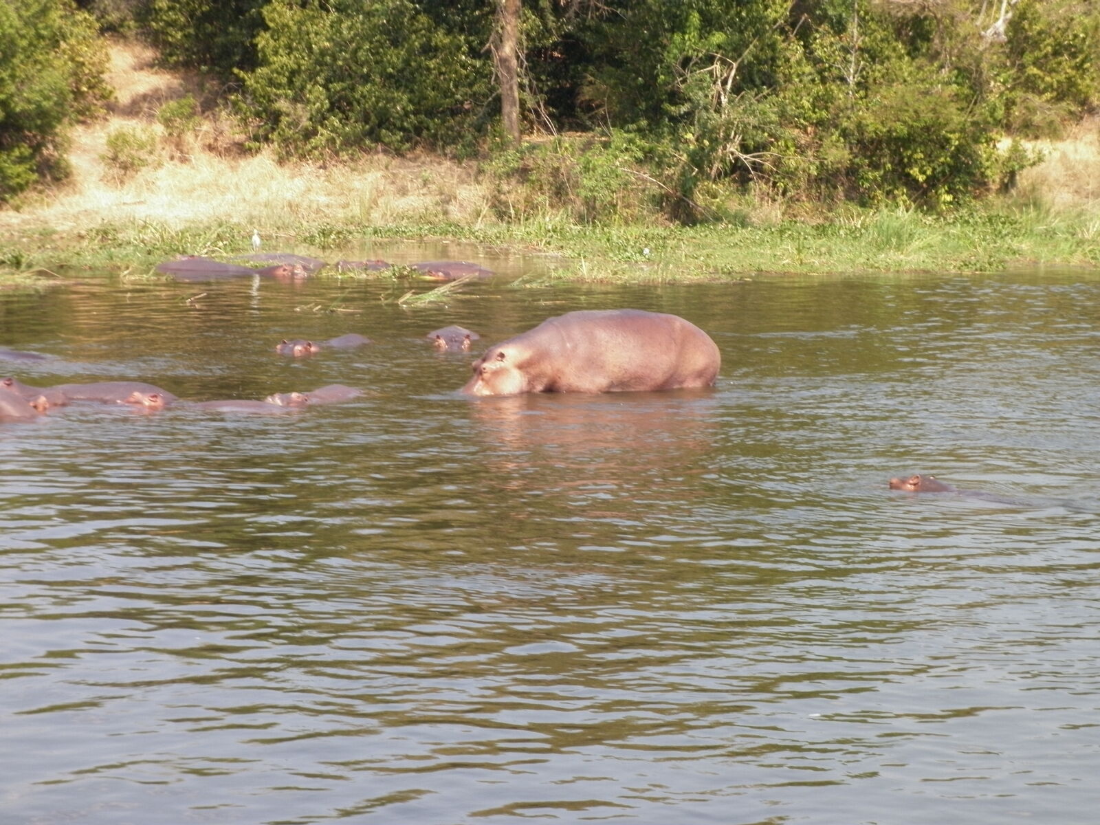 Panasonic DMC-F3 sample photo. Africa, hippo, river photography
