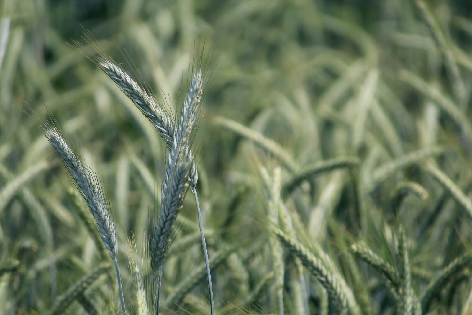 Canon EF-S 55-250mm F4-5.6 IS II sample photo. Rye, rye field, cereals photography