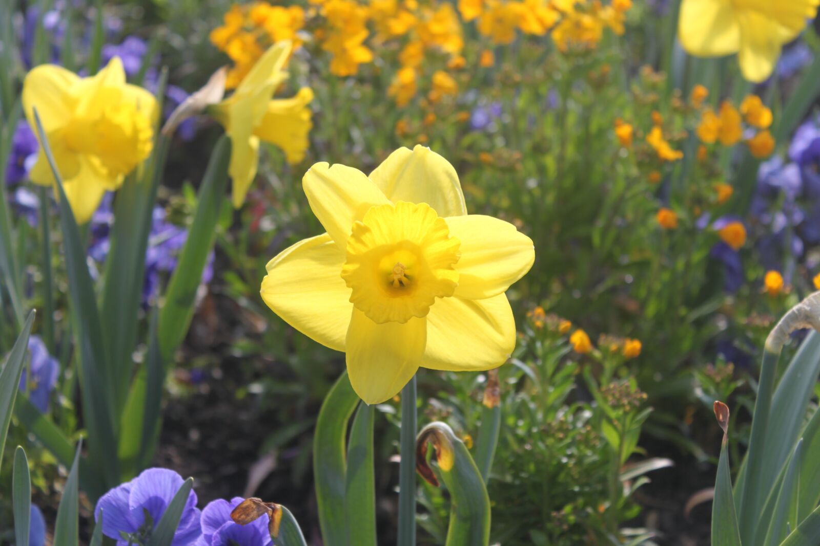 Canon EOS 500D (EOS Rebel T1i / EOS Kiss X3) sample photo. Flower, yellow, summer photography
