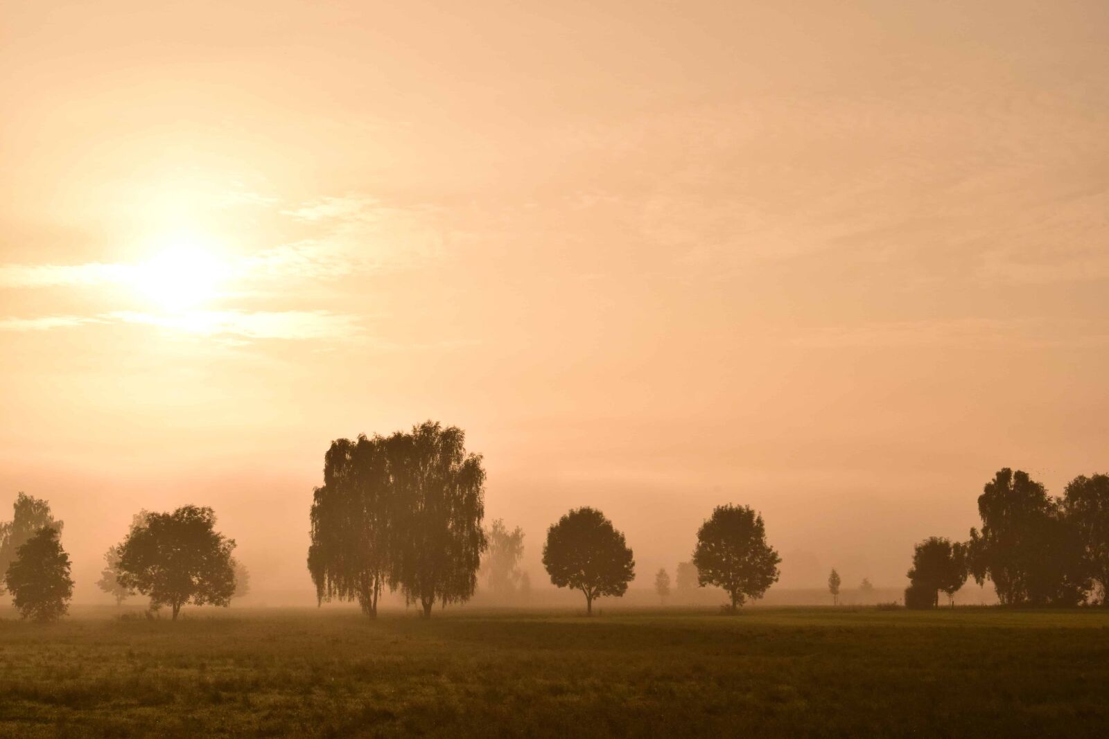 Nikon D3300 sample photo. Nature, tree, sun, fog photography