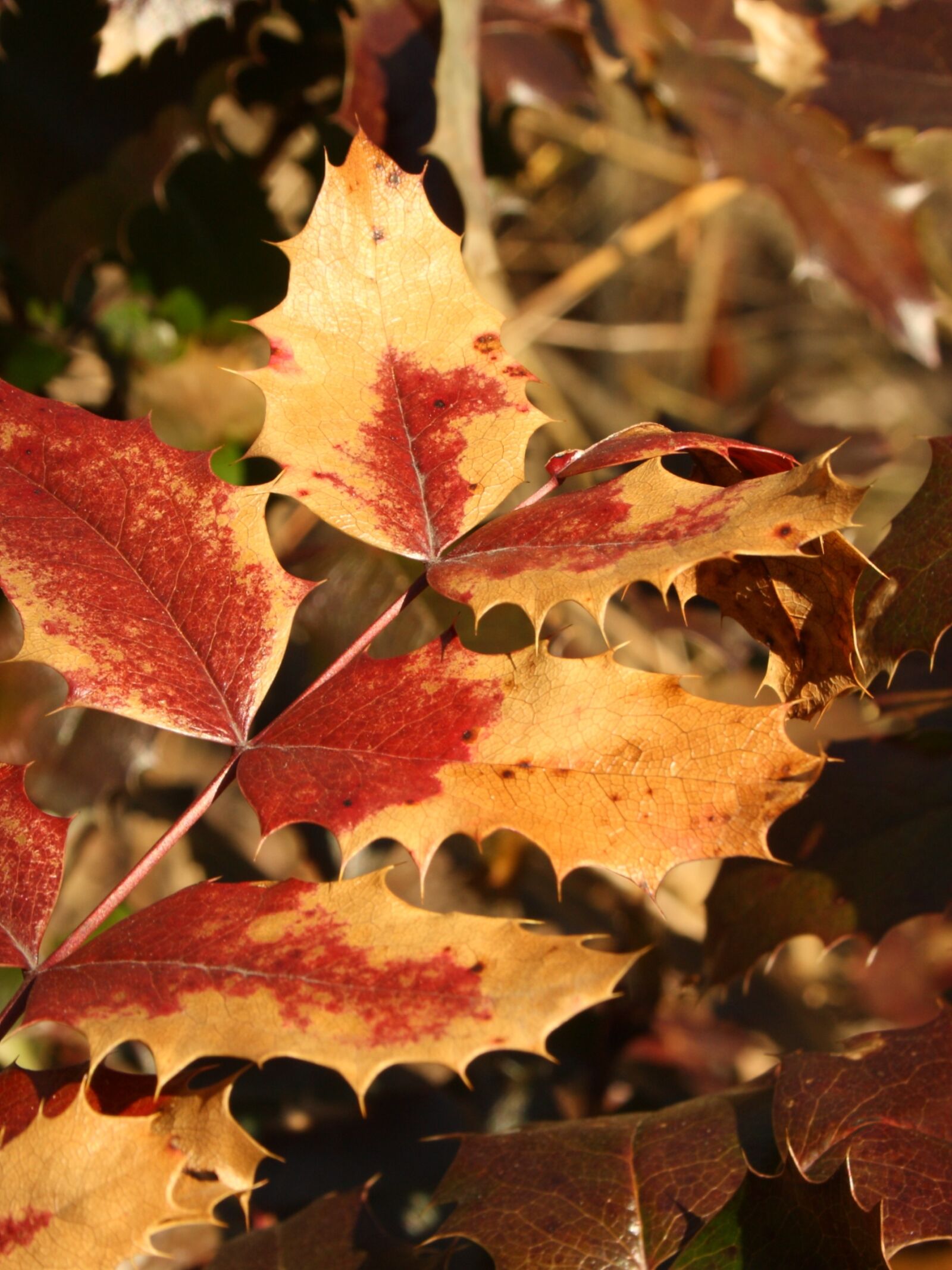 Canon EOS 1000D (EOS Digital Rebel XS / EOS Kiss F) sample photo. Mahonia, leaves, twig photography